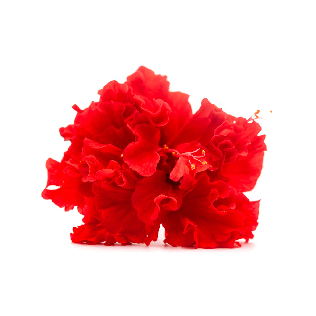 Hibiscusrosa-sinensis Linn. (Gudhal): A Floral Powerhouse for Hair, Heart & Hormonal Health