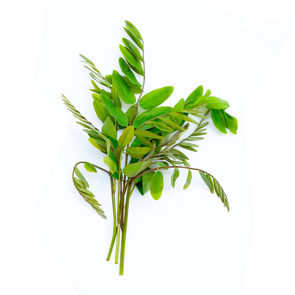 Senna (Cassia angustifolia): A Natural Herbal Laxative for Digestive Cleanse and Detox
