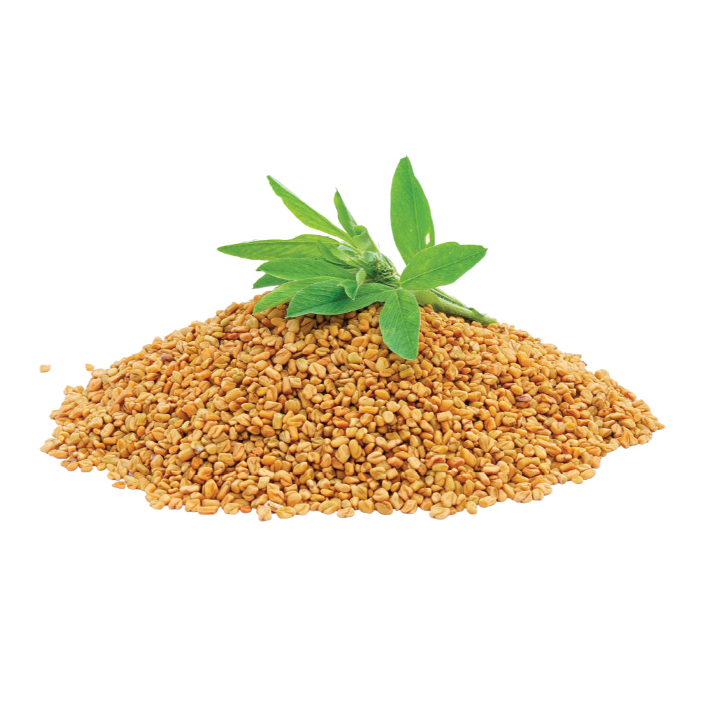 Fenugreek (Trigonella foenum-graecum): A Golden Herb for Diabetes, Digestion &amp; Hormonal Balance