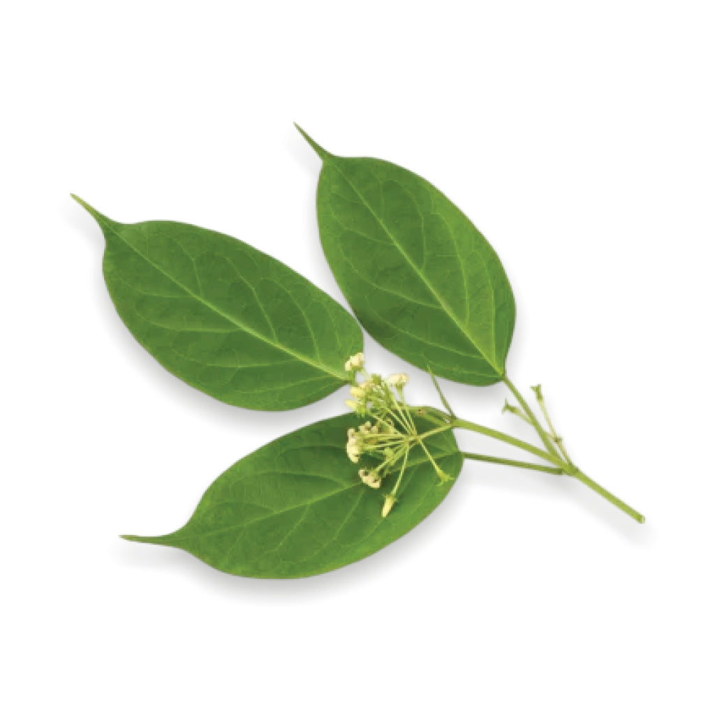 Gudmar (Gymnema sylvestre): The Natural Sugar Killer for Diabetes &amp; Weight Management