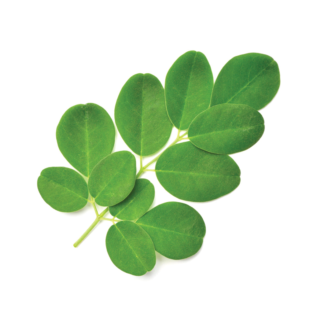 Moringa (Moringa oleifera): The Miracle Tree for Immunity, Nutrition &amp; Wellness