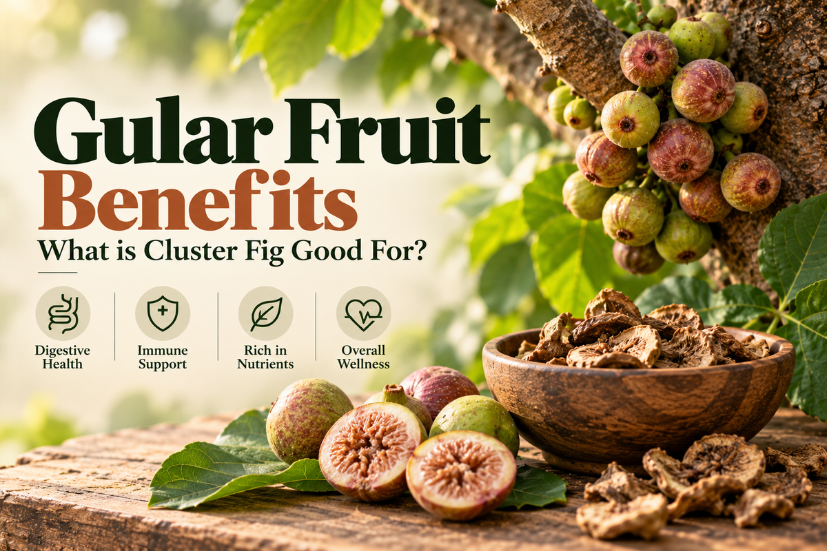 Gular Fruit Benefits — What is Cluster Fig Good For?