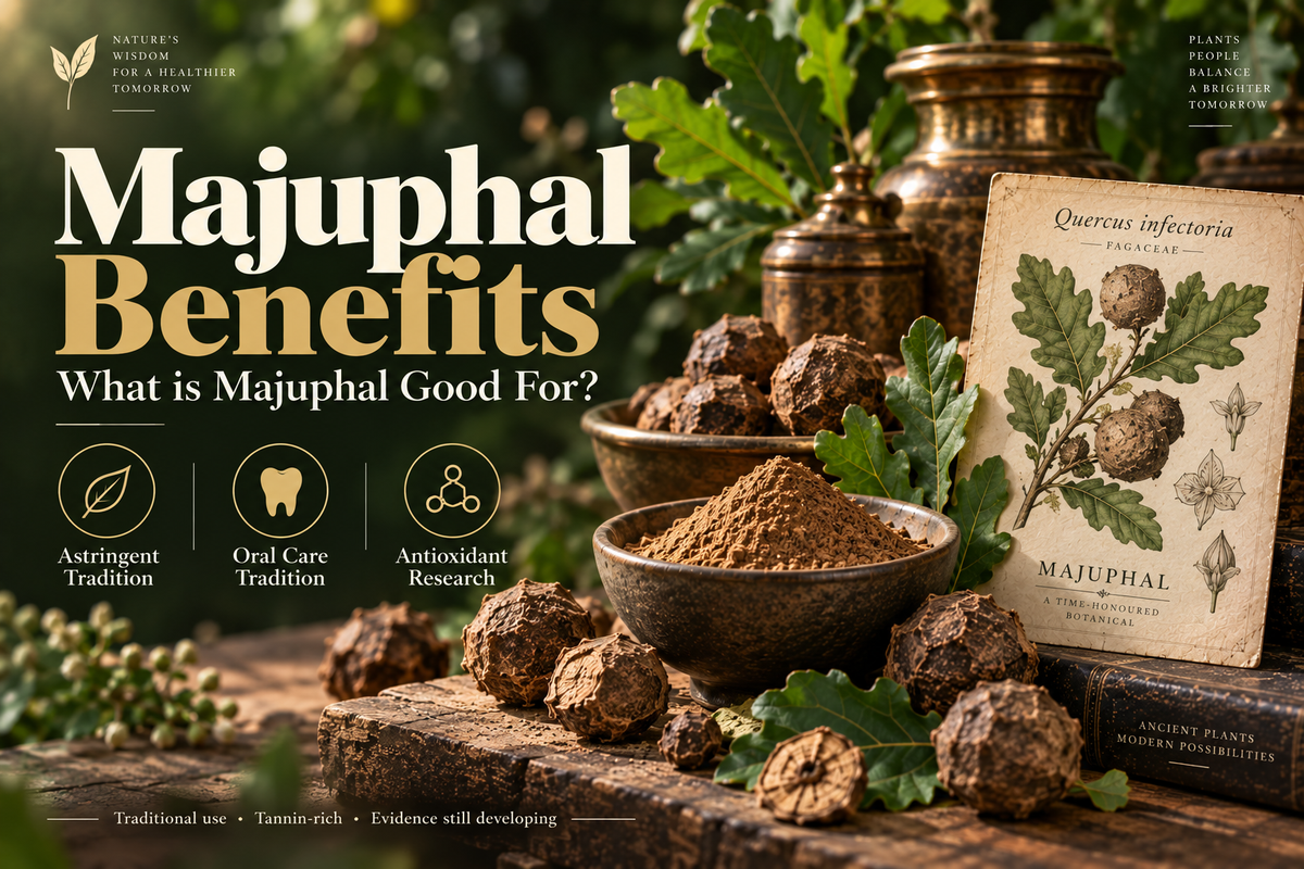 Majuphal Benefits — What is Majuphal Good For?