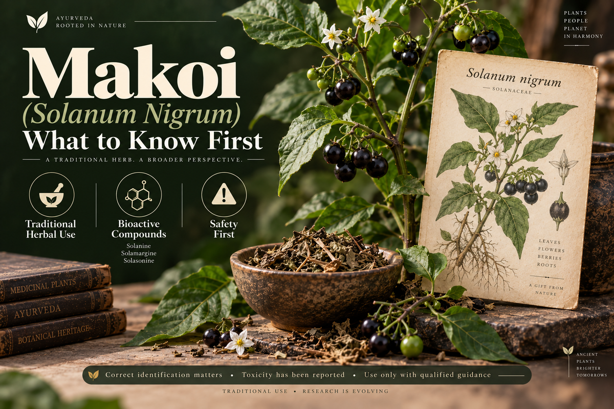 Makoi (Solanum Nigrum) — What to Know First