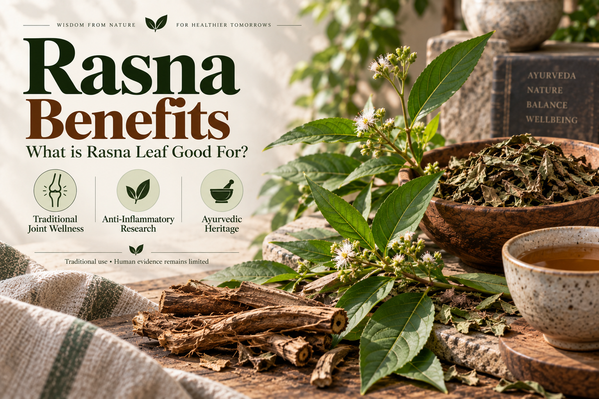 Rasna Benefits — What is Rasna Leaf Good For?